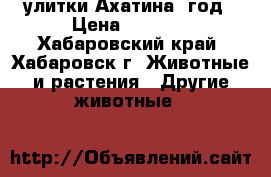 улитки Ахатина 1год › Цена ­ 2 000 - Хабаровский край, Хабаровск г. Животные и растения » Другие животные   